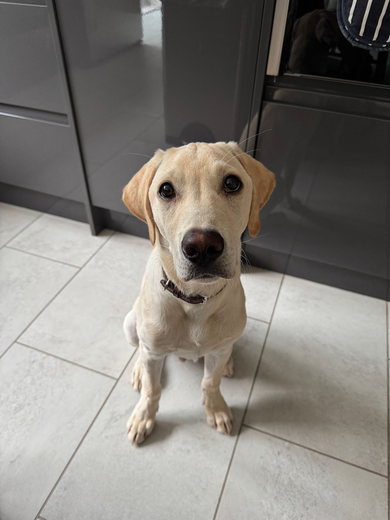 pet sitting